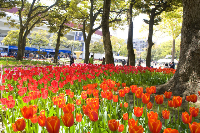 横浜公園のチューリップ